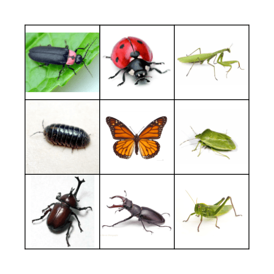 BUG BINGO ! Bingo Card