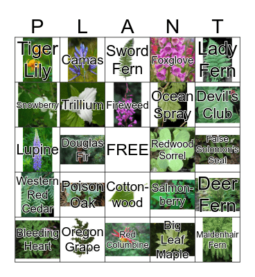 Plant Bingo Card