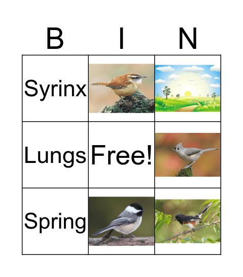 Bird Song Bingo Card