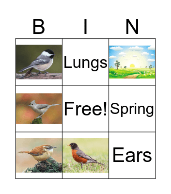 Bird Song Bingo Card