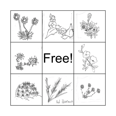 Common Native Plants Bingo Card