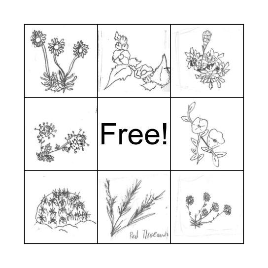 Common Native Plants Bingo Card