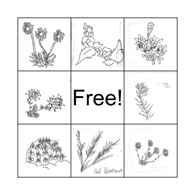 Common Native Plants Bingo Card