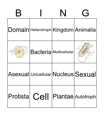 Cells & Classification Bingo Card