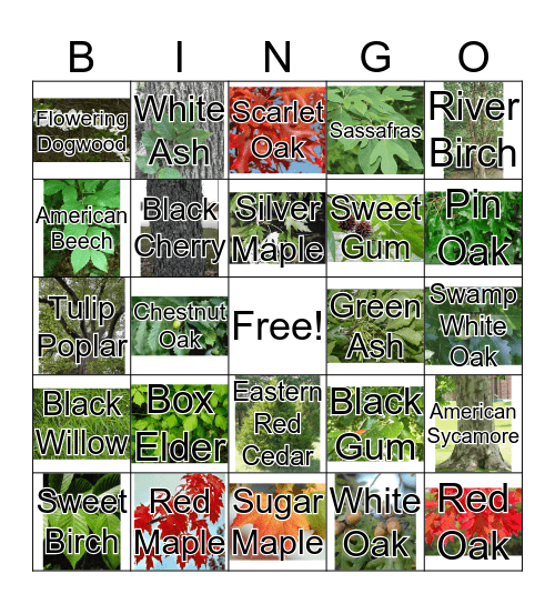 Pennsylvania Trees Bingo Card