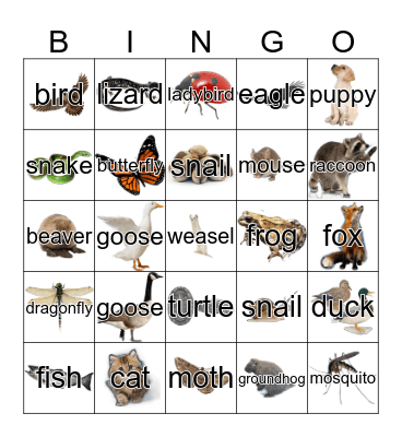 Animals Bingo Card