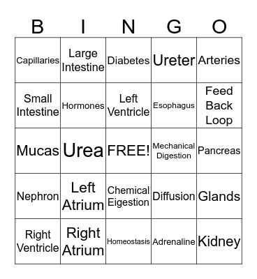 Circulatory, Digestive, Endocriene, Excretory Review Bingo Card