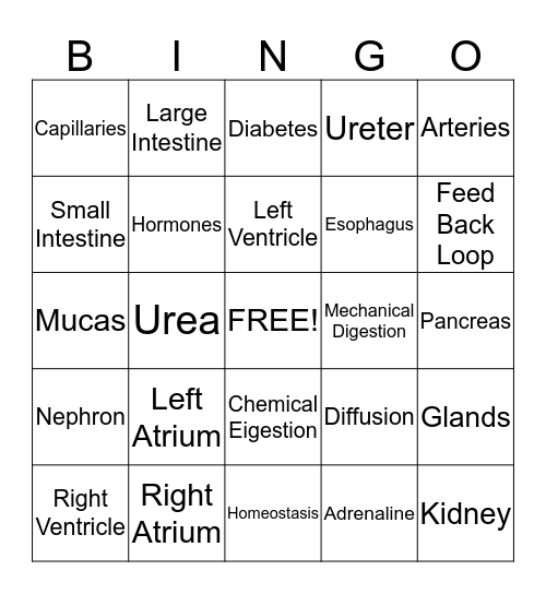 Circulatory, Digestive, Endocriene, Excretory Review Bingo Card