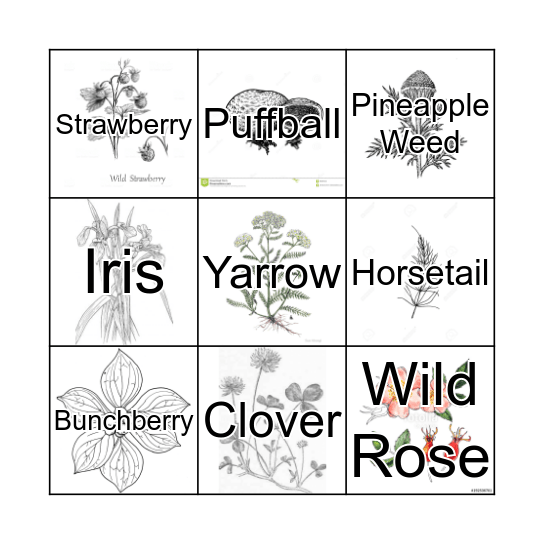 Botany Bingo Card