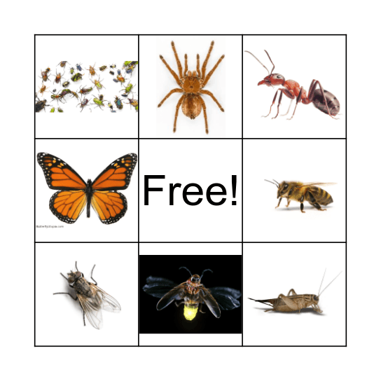 Bug Bingo Card