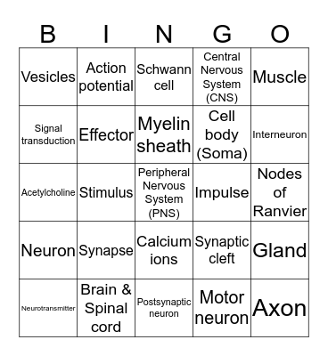 Nervous system Bingo Card