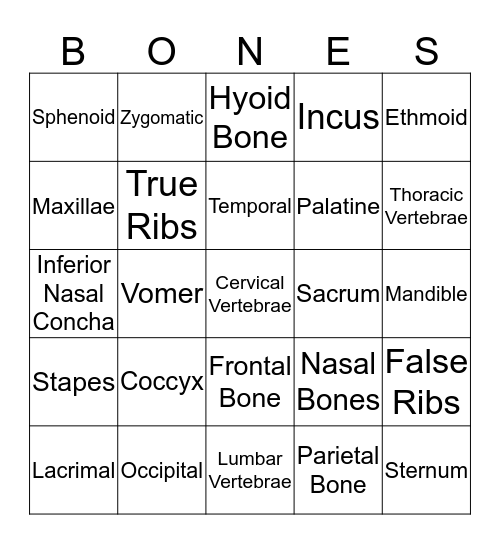 Axial Skeleton  Bingo Card
