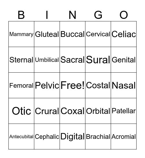 Body Regions Bingo Card