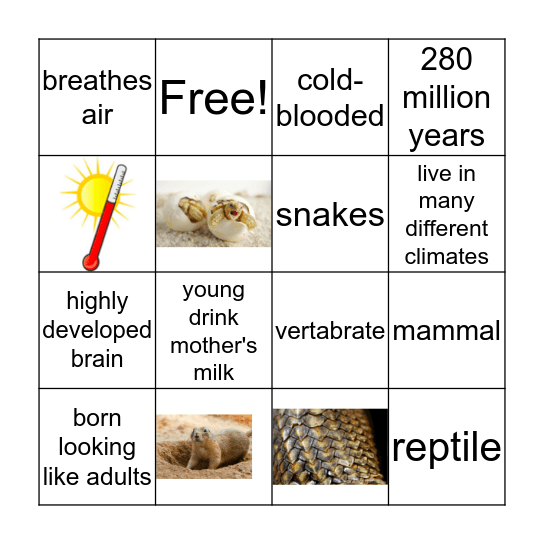 Animal Classification Bingo Card