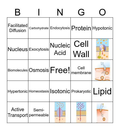Cells and Transport Bingo Card