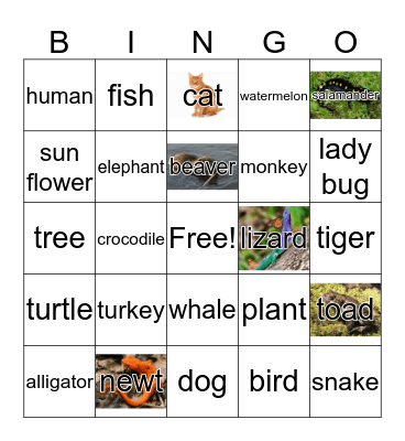 Life Cycle Bingo Card