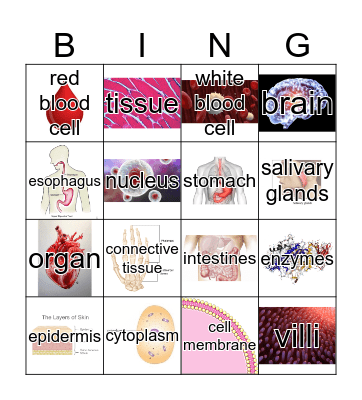 Why are Bones hard and muscles soft? Bingo Card
