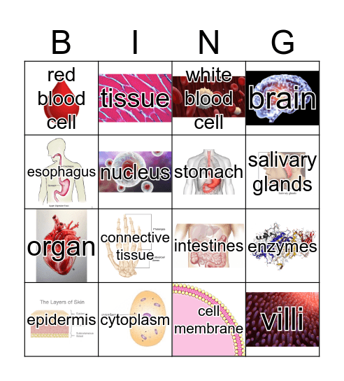 Why are Bones hard and muscles soft? Bingo Card