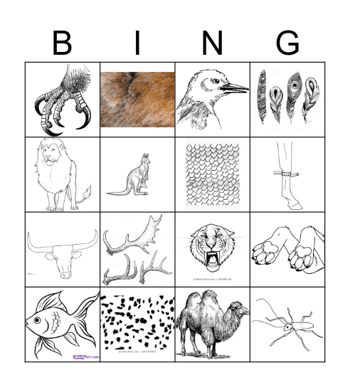 Animal Parts Bingo Card