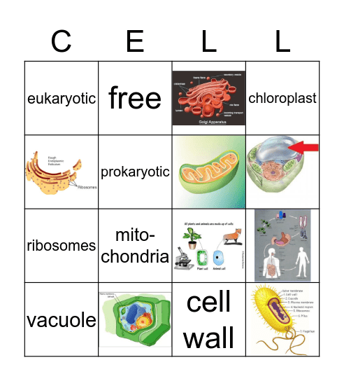 Science Bingo Card