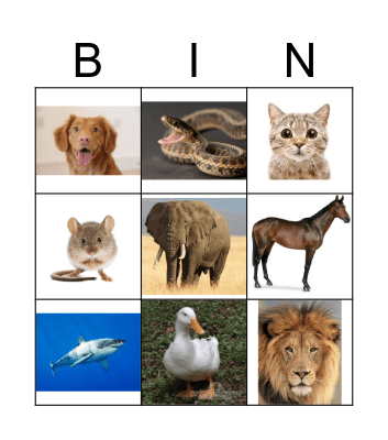 Animals Bingo Card