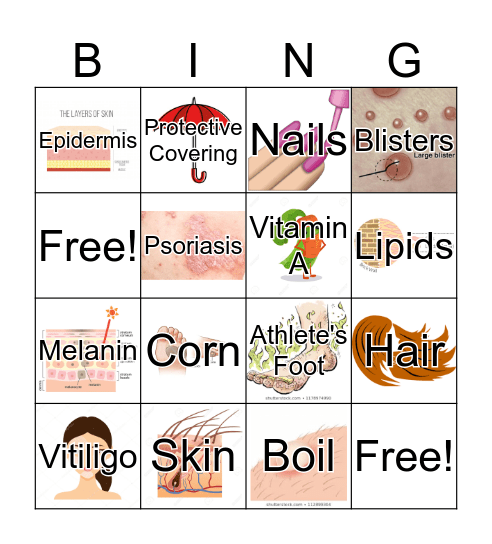 Integumentary System Bingo Card