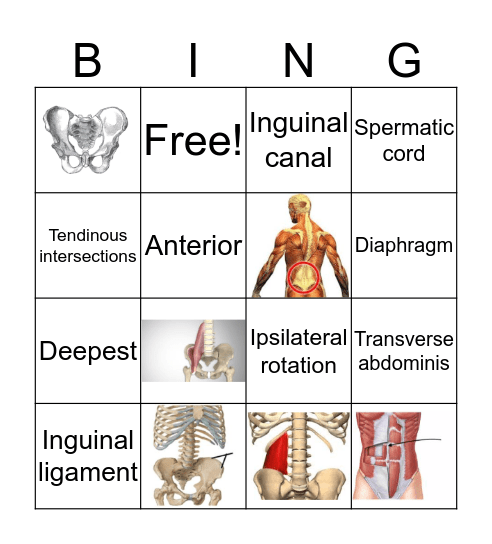 Abdomen Bing (o) Bingo Card