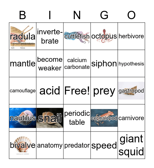 Mollusks Bingo Card