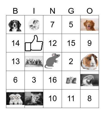 PETS AND NUMBERS Bingo Card