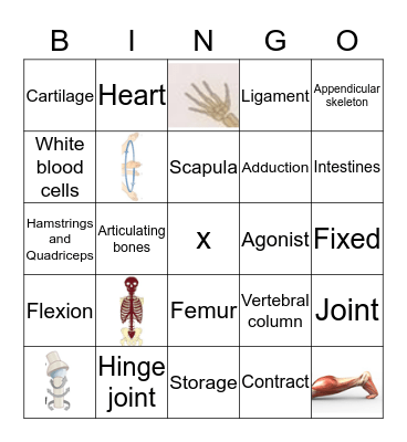 Musculoskeletal system Bingo Card