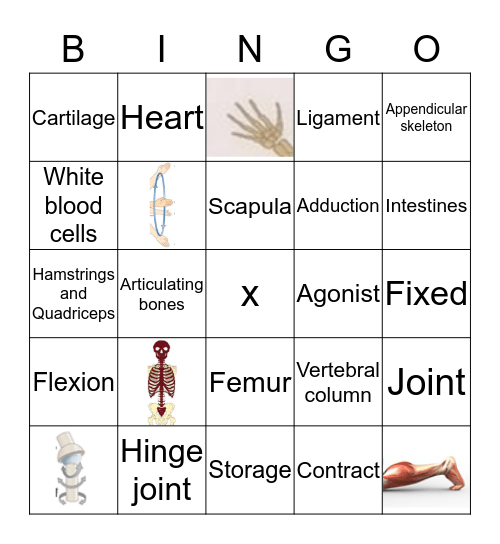 Musculoskeletal system Bingo Card