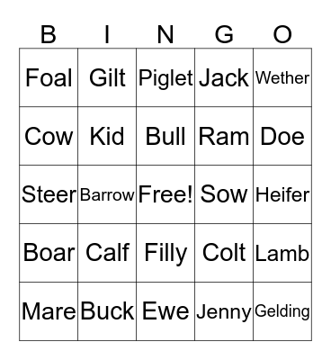 Animal Terminology Bingo Card