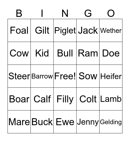 Animal Terminology Bingo Card