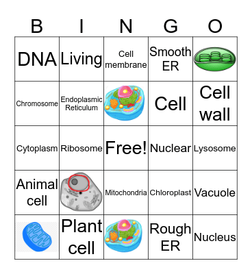 Cells and Organelles Bingo Card