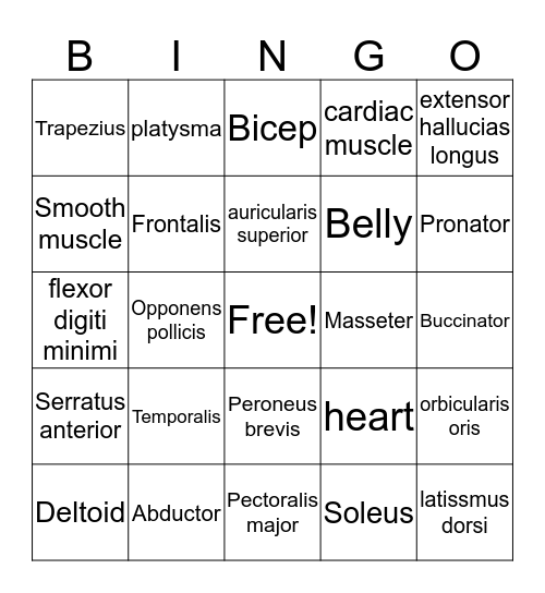 The Muscular System Bingo Card