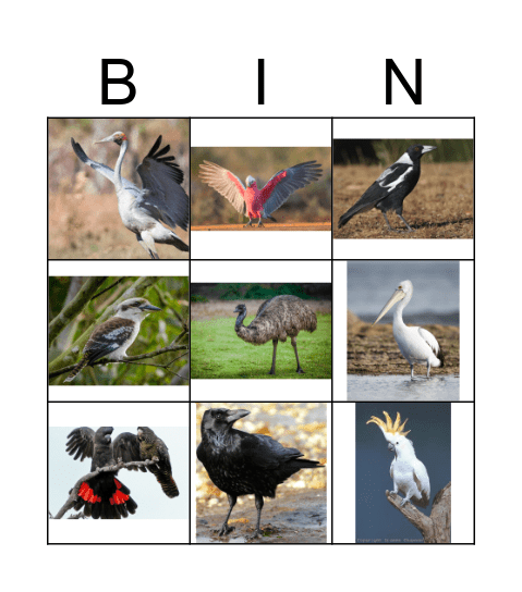 Gamilaraay Birds Names Bingo Card