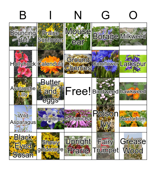 Flowers  Bingo Card