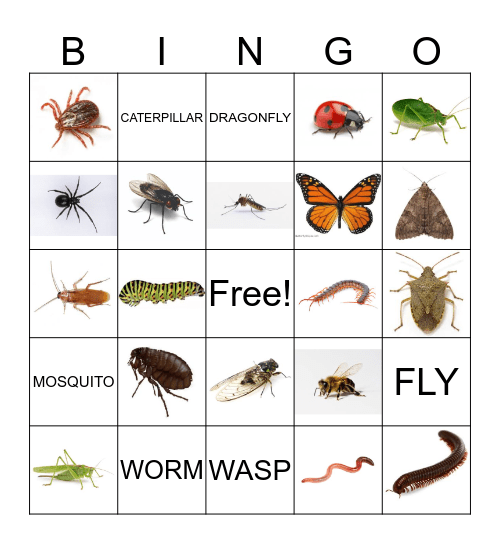 Bugs Bingo Card