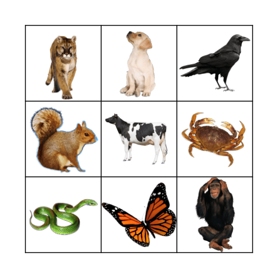 Animals Bingo Card