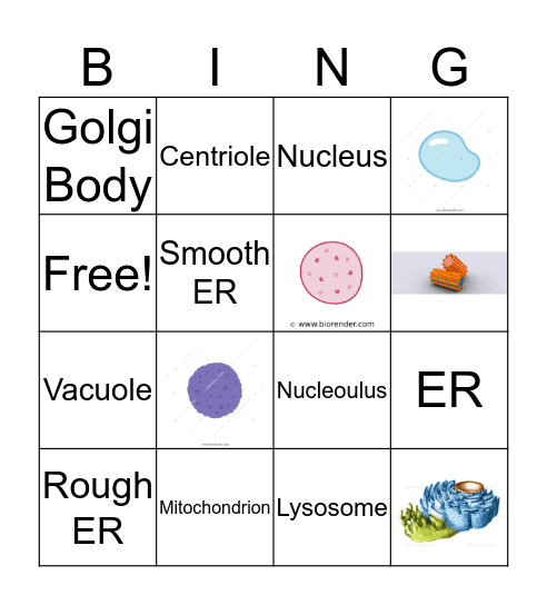 Animal Cell Bingo Card
