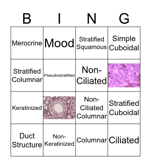 Epithelial Bingo Card