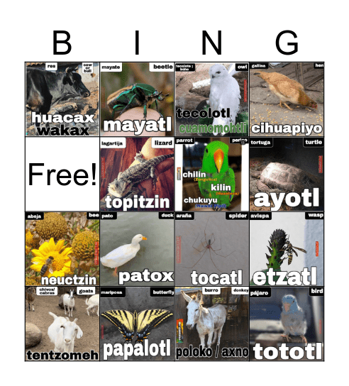 Nahuatl Loteria Bingo Card