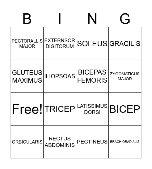 Muscle Bingo! Bingo Card