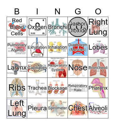 Respiratory System Bingo Card