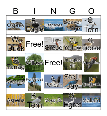 Malone Springs Bingo Card