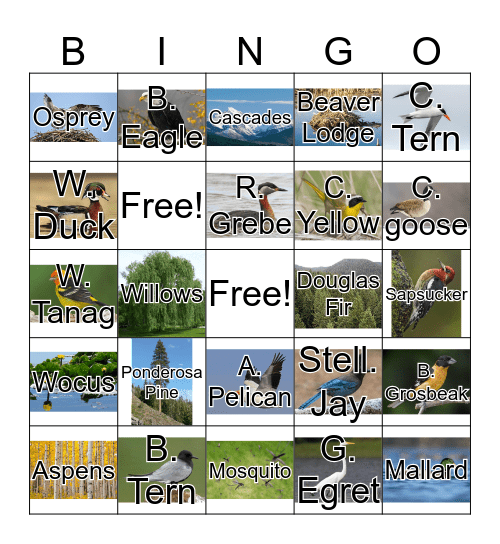 Malone Springs Bingo Card