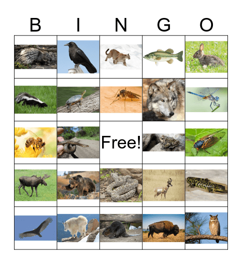 Rocky Mountain Bingo Card