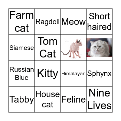 Cat Bingo Card