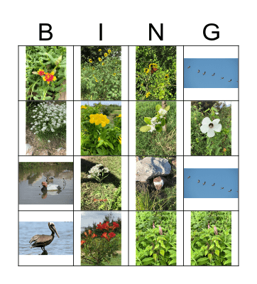 Surfside Nature Bingo Card