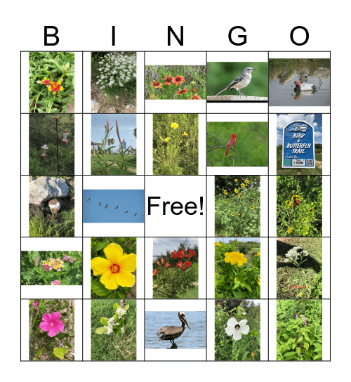 Surfside Nature Bingo Card